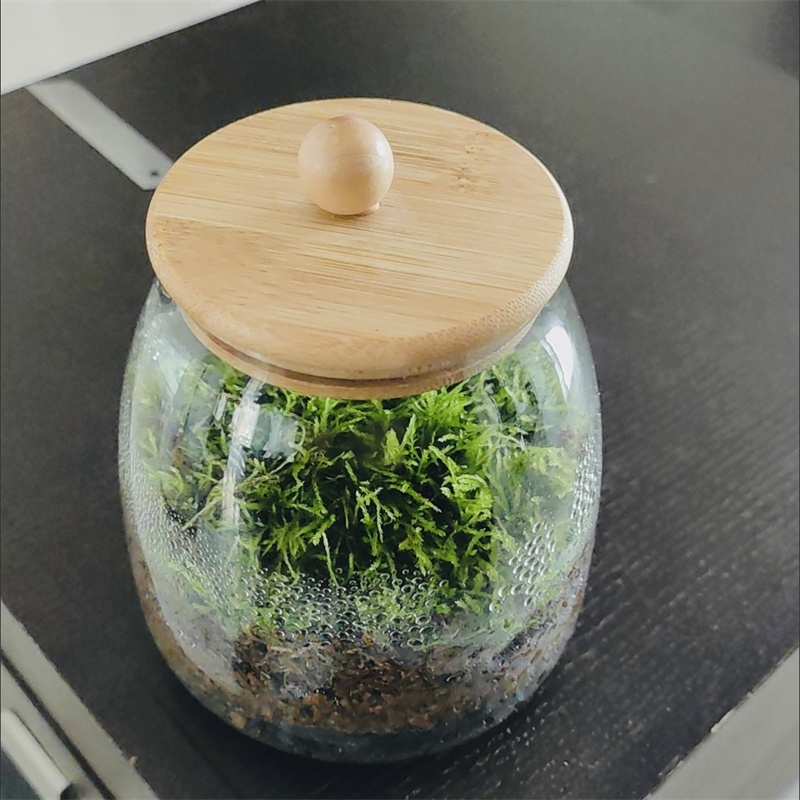 Terrarium Glass Bottle - Micro Landscape Moss Glass Bottles With