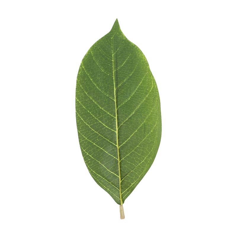 Artificial Green Magnolia Leav - Home Decor Catalog ulasan dan harga